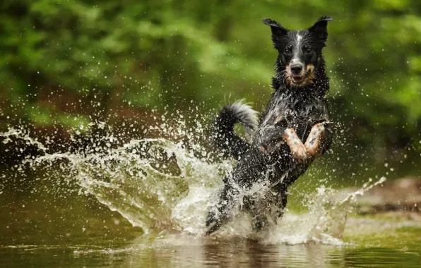 Picture water, squirt, Australian Cattle Dog