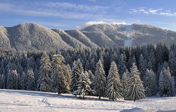 Picture winter, snow, trees, landscape, mountains, nature