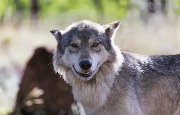 Picture smile, wolf, cheeeeese