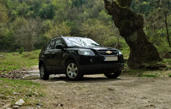 Picture Chevrolet, trees, nature, 4x4, Bulgaria, Captiva