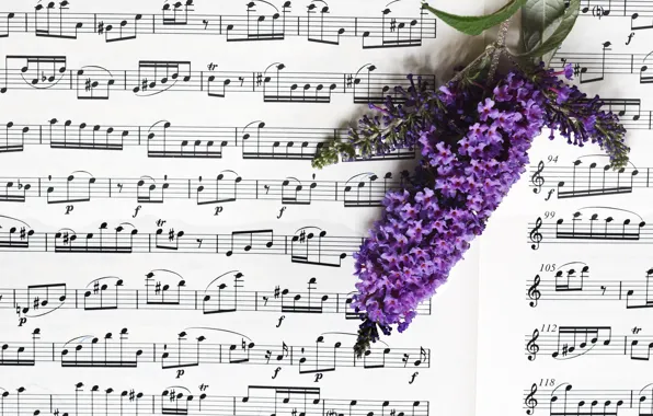 Picture flowers, notes, music
