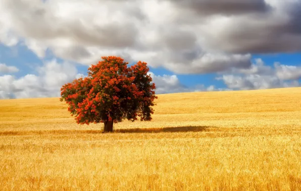 Field, summer, trees