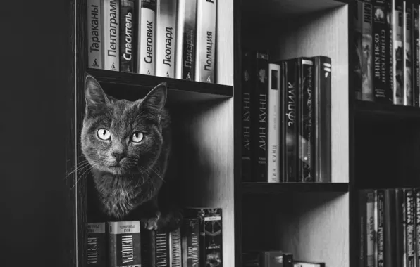 Cat, cat, look, grey, books, wardrobe, library, face
