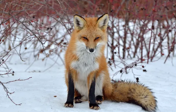 Picture look, snow, Fox, Fox