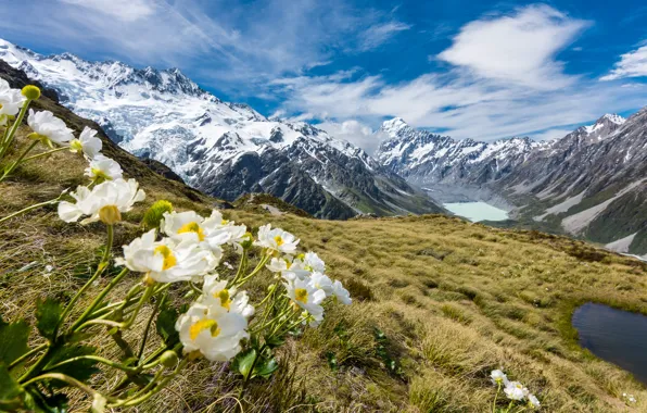 Picture snow, mountains, tops, New Zealand, buttercups, Mount Cook, Mueller glacier