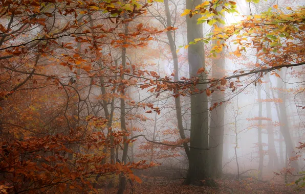 Autumn, forest, trees, branches, fog, Park, trunks, foliage