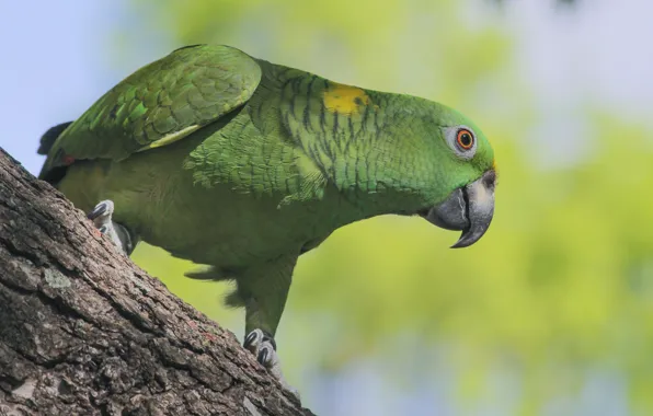 Picture look, pose, green, background, tree, bird, parrot, bark