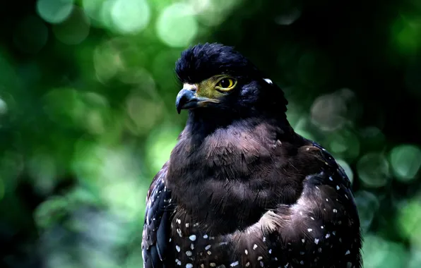 Look, bird, portrait, green background, hawk, predatory, bokeh