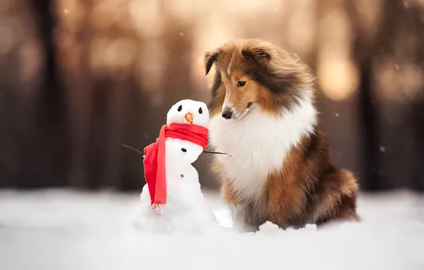 Winter, snow, dog, scarf, snowman, Sheltie, Shetland Sheepdog