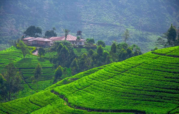 Greens, field, the sun, trees, mountains, house, plantation, Sri Lanka
