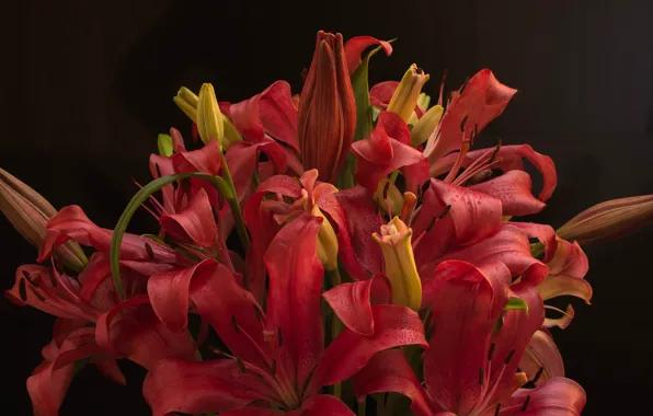 Flowers, the dark background, Lily, bouquet, red, buds