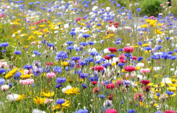 Greens, field, summer, flowers, blue, yellow, blue, glade