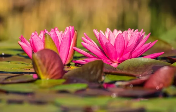 Leaves, water, flowers, nature, lake, pond, Lily, pink