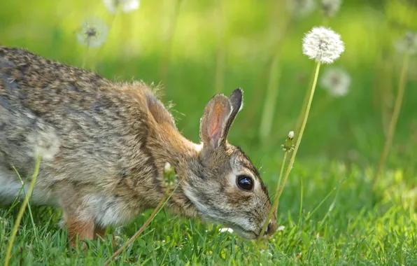 Greens, grass, look, flowers, grey, glade, hare, rabbit