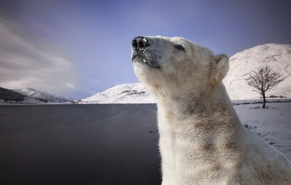 Picture nature, polar bear, Arctic