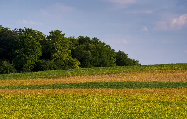 Picture field, forest, plants, USA, cloud, Iowa