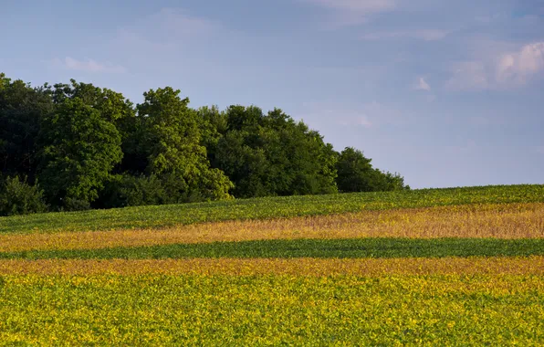 Field, forest, plants, USA, cloud, Iowa