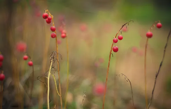 Forest, branches, berries
