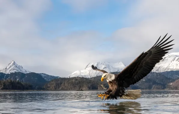 Forest, the sky, flight, mountains, bird, wings, pond, bald eagle