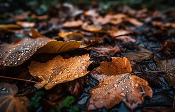 Autumn, drops, macro, foliage, autumn leaves, digital art, AI art, neural network