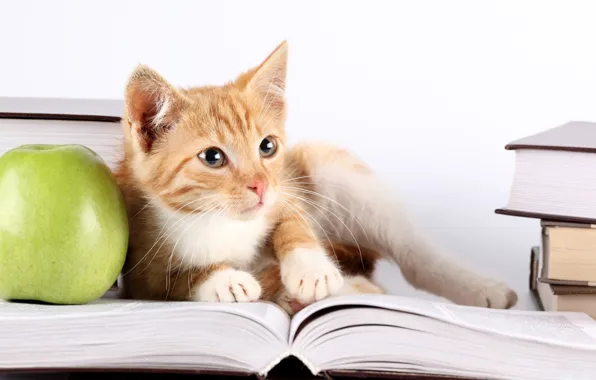 Picture photo, Look, Cat, Book, Cat, Animals, Apples