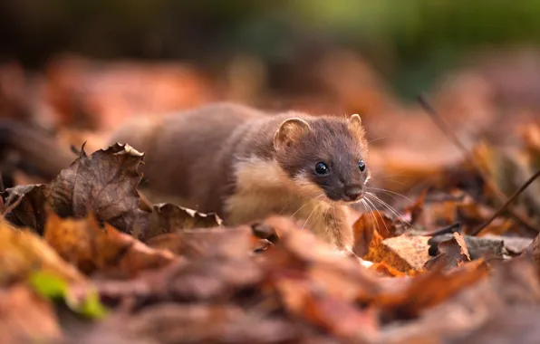 Autumn, look, foliage, muzzle, sneaks, marten