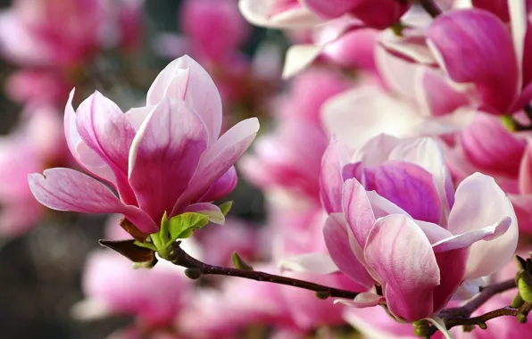 Macro, flowers, branches, flowering, Magnolia