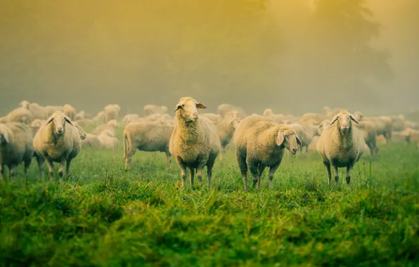 Picture field, fog, sheep