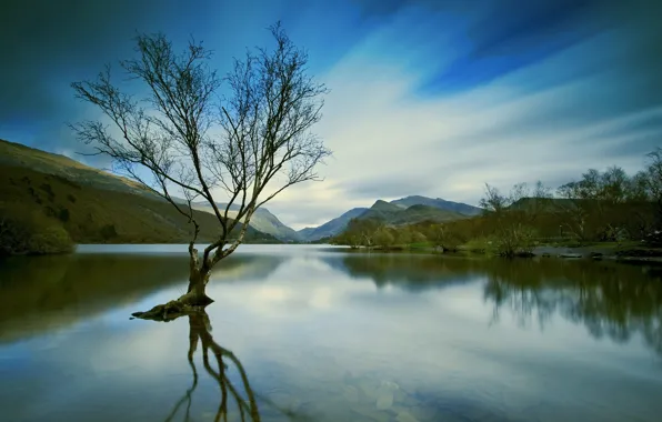 Picture landscape, lake, tree
