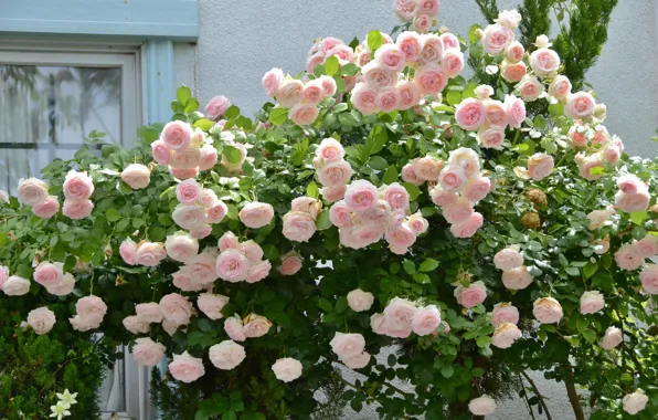 Picture roses, buds, flowering, the bushes, a lot, rose bushes