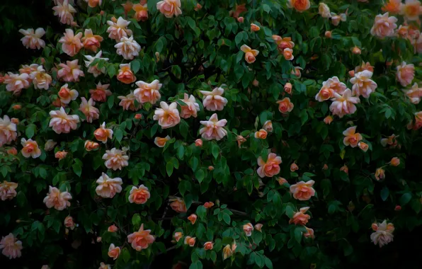 Picture roses, a lot, rose Bush
