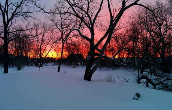 Picture trees, sunset, winter, snow, houses, branches, orange sky