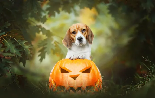 Picture autumn, grass, look, leaves, nature, background, dog, pumpkin