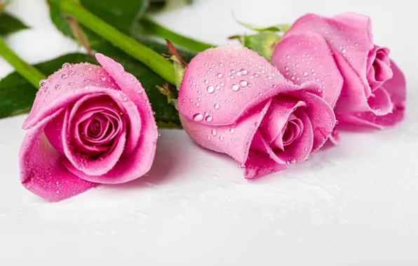 Leaves, drops, stems, roses, three, pink, buds, wet