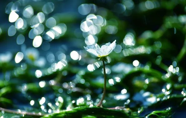 Greens, white, flower, drops, light, flowers, Rosa, glare