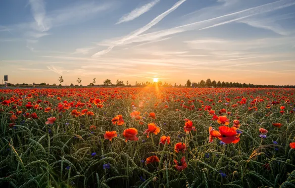Field, summer, the sky, the sun, clouds, light, landscape, flowers
