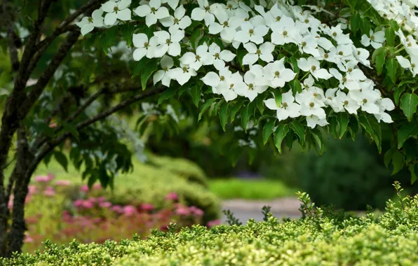 Flowers, branches, nature, Park, Bush, spring, garden, white