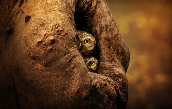Look, birds, the dark background, background, tree, owl, two, pair