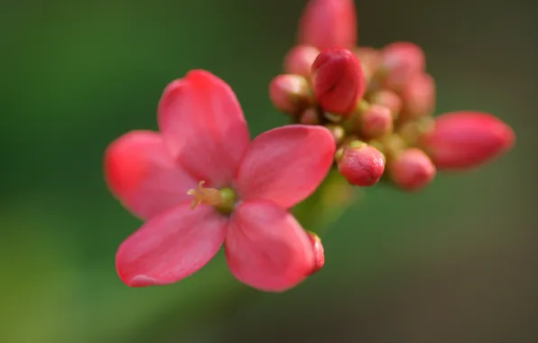 Macro, flowers, pink, buds