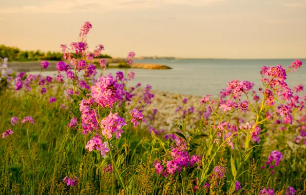 The sky, grass, flowers, lake