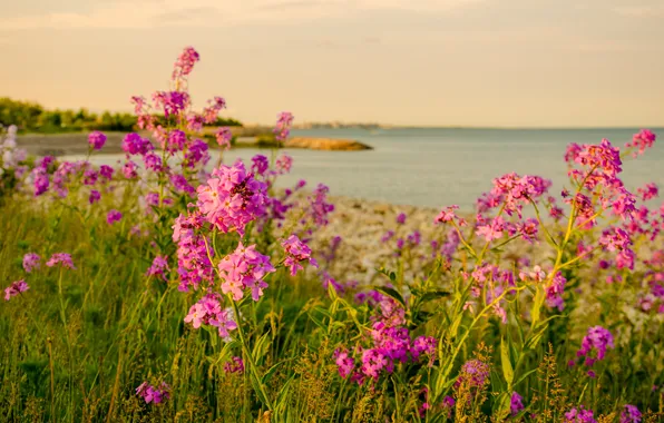 Picture the sky, grass, flowers, lake