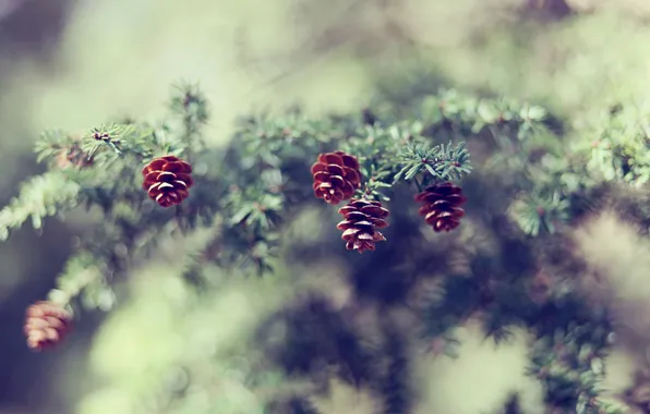 Branches, tree, bumps, pine