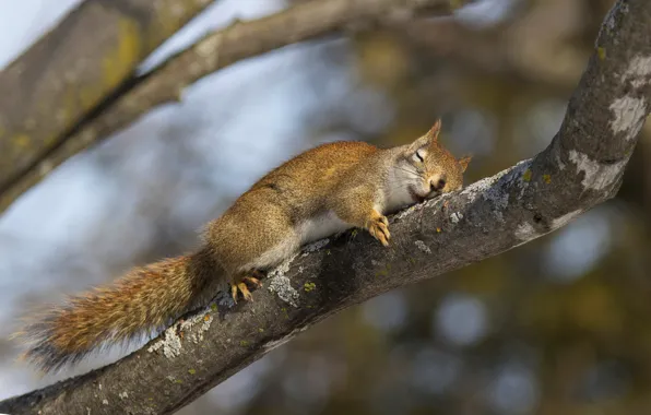 Picture branches, pose, protein, sleeping