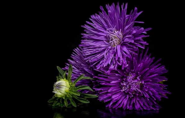 Picture purple, background, chrysanthemum