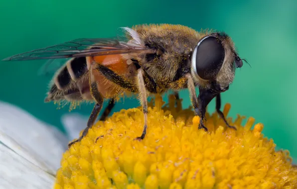 Macro, green, background, work, muzzle, proboscis, yellow, insect