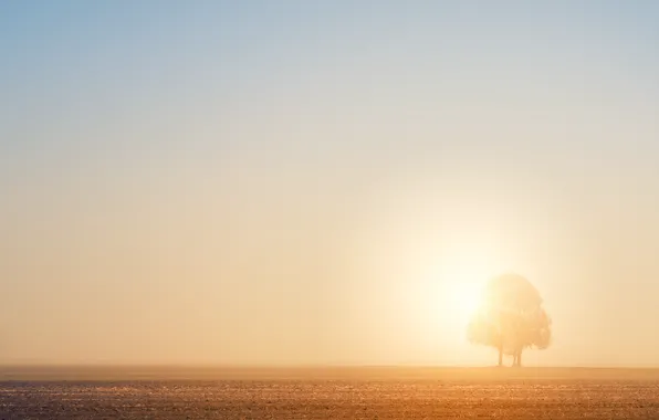 Sunset, The sun, The sky, Field, Tree, Sunrise, Fog, Horizon