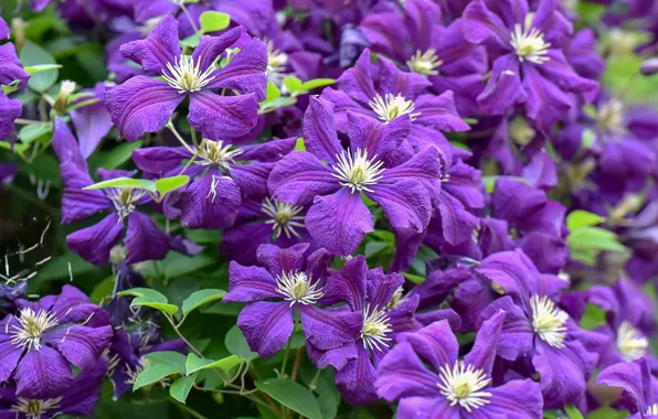 Purple, clematis, clematis