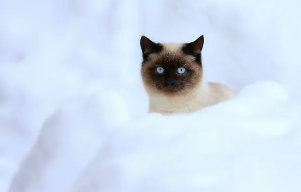 Winter, cat, look, snow, kitty, muzzle, the snow, cute