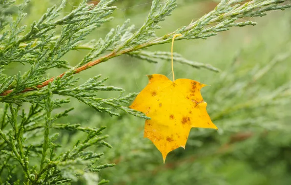 Autumn, leaf, fall