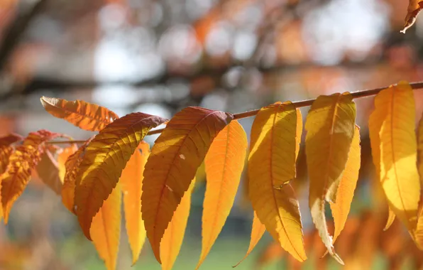 Autumn, leaves, light, nature, background, foliage, branch, yellow
